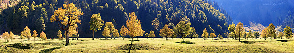Baeume_Pflanzem_Blumen_49