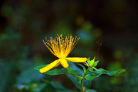 Baeume_Pflanzem_Blumen_05