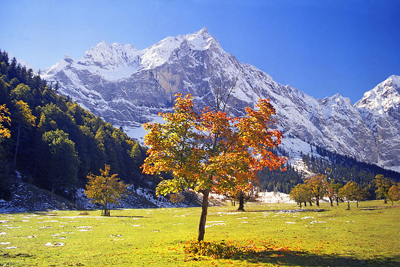 Baeume_Pflanzem_Blumen_63