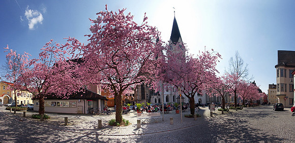 Baeume_Pflanzem_Blumen_61