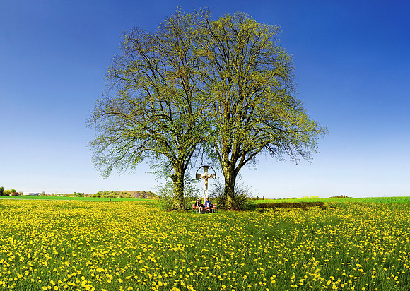 Baeume_Pflanzem_Blumen_34