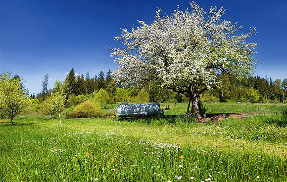 Baeume_Pflanzem_Blumen_37