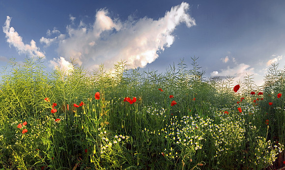 Baeume_Pflanzem_Blumen_40