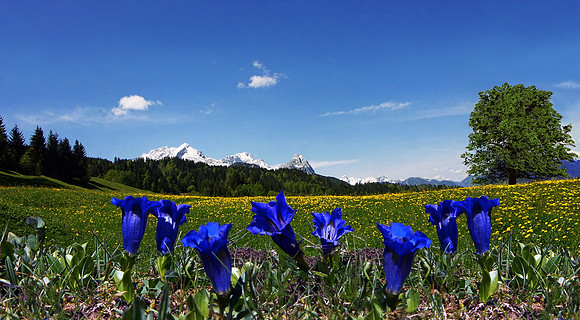 Baeume_Pflanzem_Blumen_51