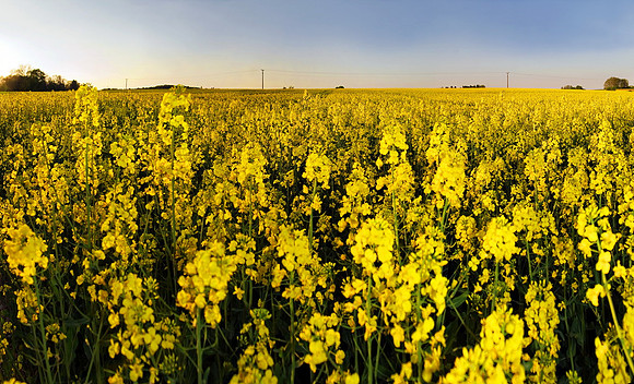 Baeume_Pflanzem_Blumen_36