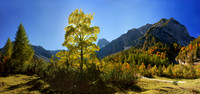 Baeume_Pflanzem_Blumen_18