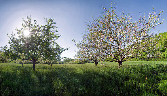 Baeume_Pflanzem_Blumen_38