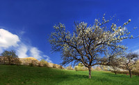 Baeume_Pflanzem_Blumen_14