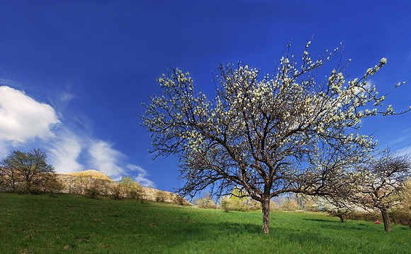 Baeume_Pflanzem_Blumen_14