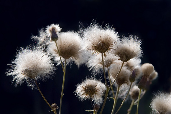 Baeume_Pflanzem_Blumen_25