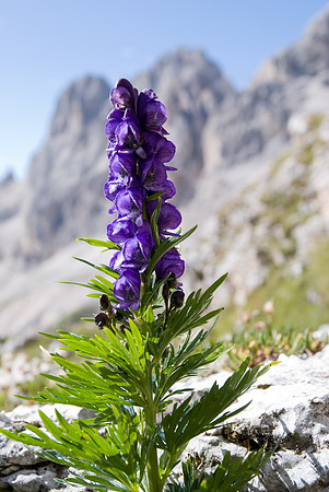 Baeume_Pflanzem_Blumen_27