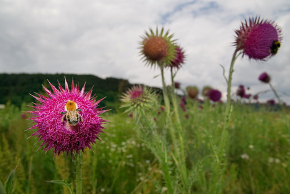Baeume_Pflanzem_Blumen_41