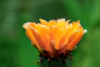 Baeume_Pflanzem_Blumen_10