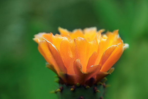 Baeume_Pflanzem_Blumen_10