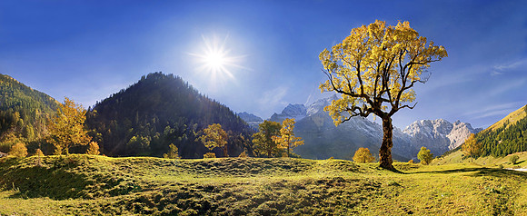 Baeume_Pflanzem_Blumen_48