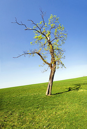 Baeume_Pflanzem_Blumen_29