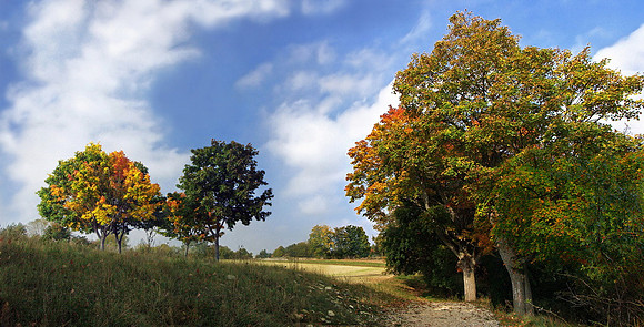 Baeume_Pflanzem_Blumen_59