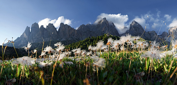 Baeume_Pflanzem_Blumen_43