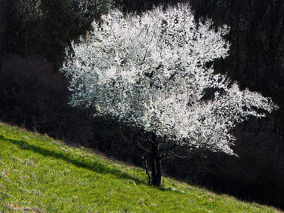 Baeume_Pflanzem_Blumen_71