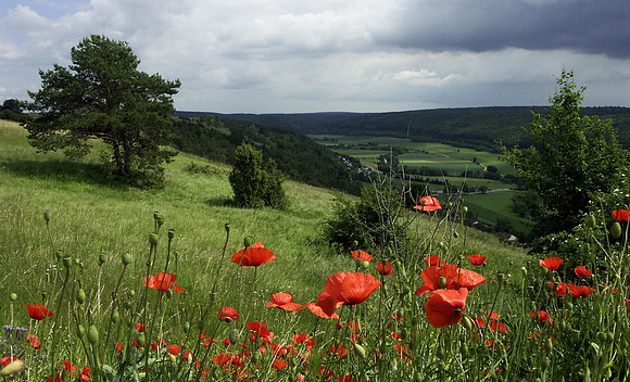 Baeume_Pflanzem_Blumen_70