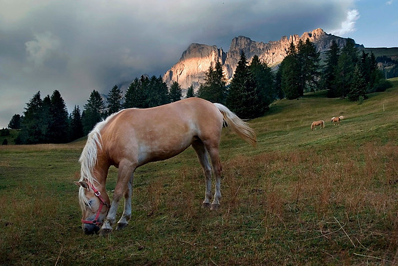 Tiere_22