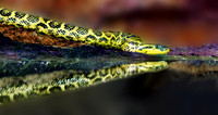 Tiere_12