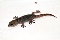 Tiere_01