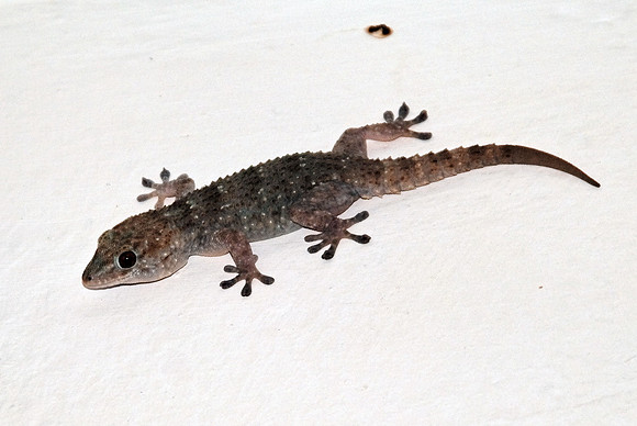 Tiere_01
