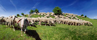 Tiere_09