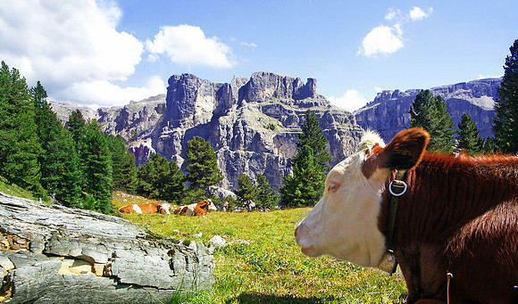 Tiere_25