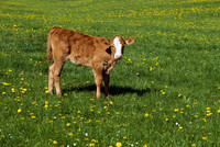 Tiere_08