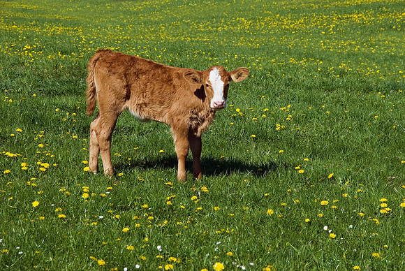 Tiere_08