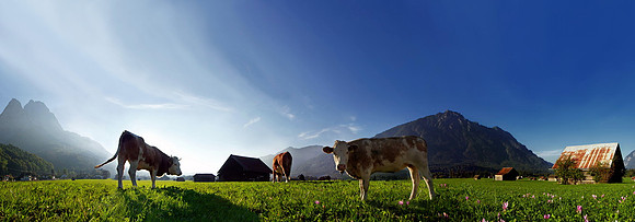 Tiere_27