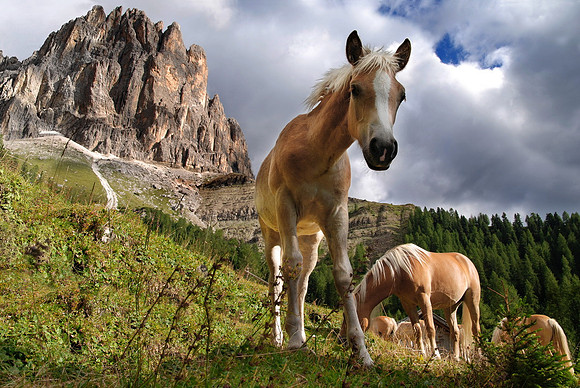 Tiere_10