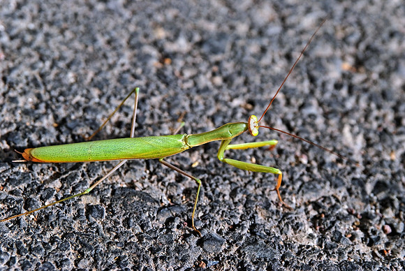 Tiere_03