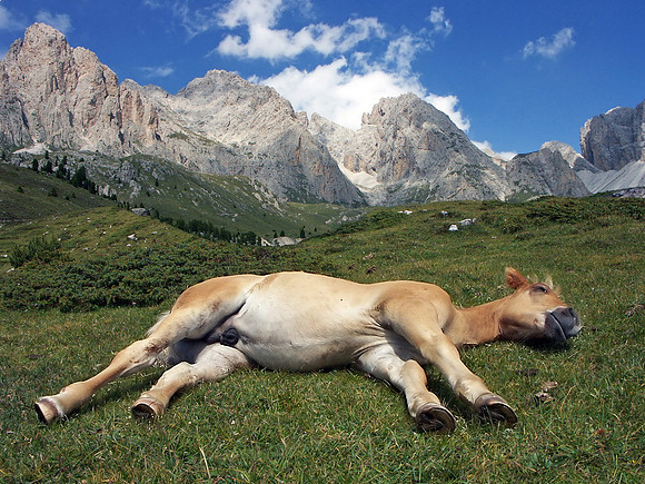 Tiere_23