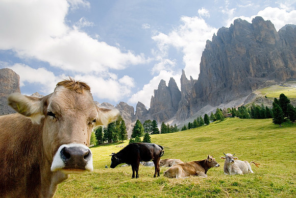 Tiere_28