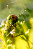 Tiere_20