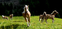 Tiere_21
