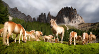 Tiere_11