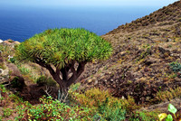 2010-08-14-Teneriffa-LaGomera-019