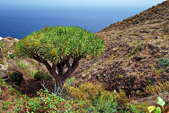 2010-08-14-Teneriffa-LaGomera-019