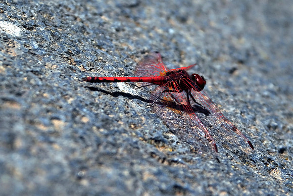 2010-08-14-Teneriffa-LaGomera-053_1