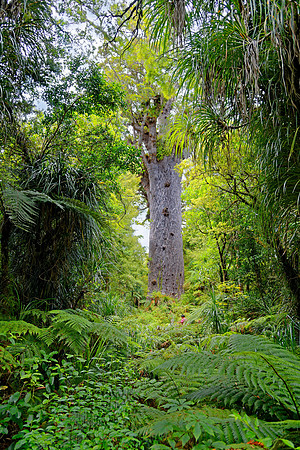 Neuseeland 2015