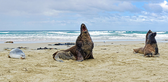 Neuseeland 2015