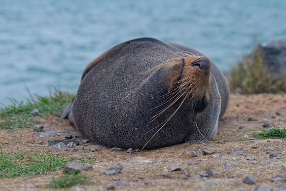 Neuseeland 2015