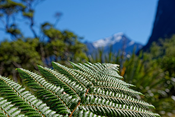 Neuseeland 2015
