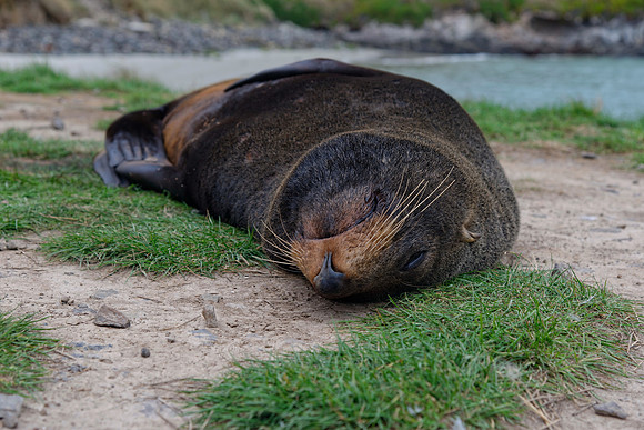 Neuseeland 2015