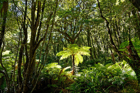 Neuseeland 2015