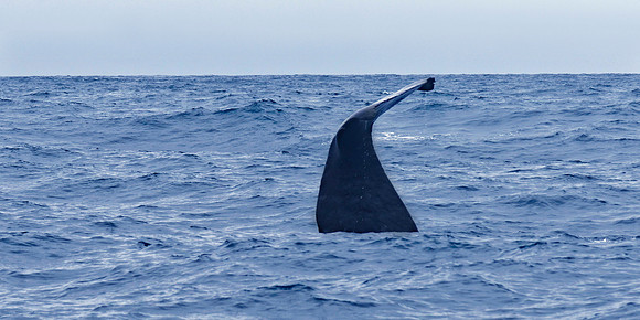 Neuseeland 2015